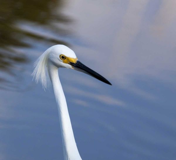 Florida, Everglades NP A snowy egret in profile